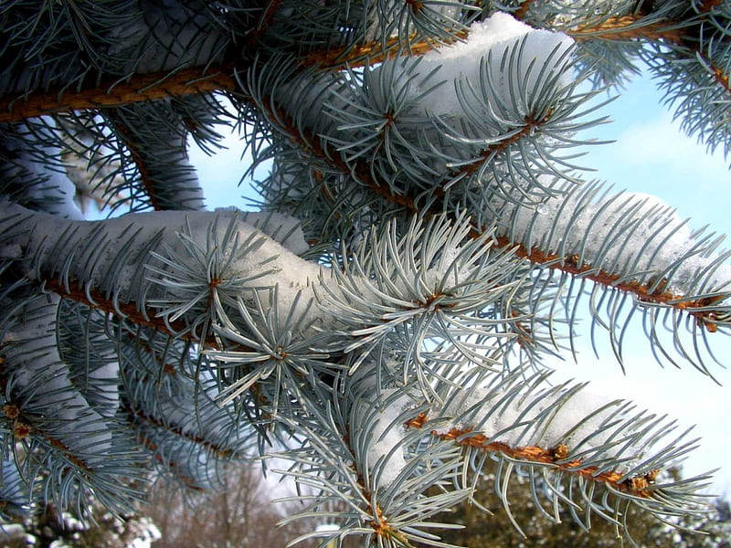 Christmas tree, christmas, pine, snow, macro, fir, white, branch, winter, HD wallpaper
