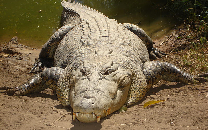 Saltwater crocodile, Indo-Pacific crocodile, marine crocodile, sea crocodile wildlife, dangerous animals, reptiles, Crocodylus porosus, HD wallpaper