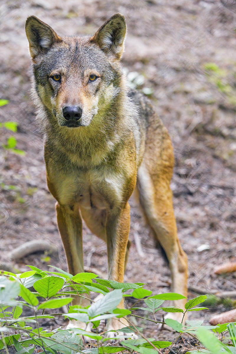 Wolf, animal, glance, wildlife, HD phone wallpaper | Peakpx