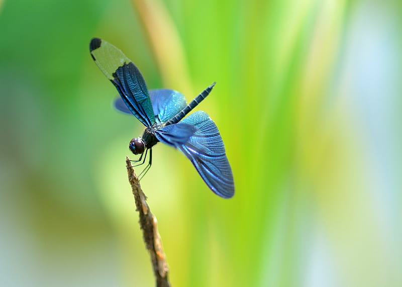 DragonFly, insect, fly, animal, HD wallpaper