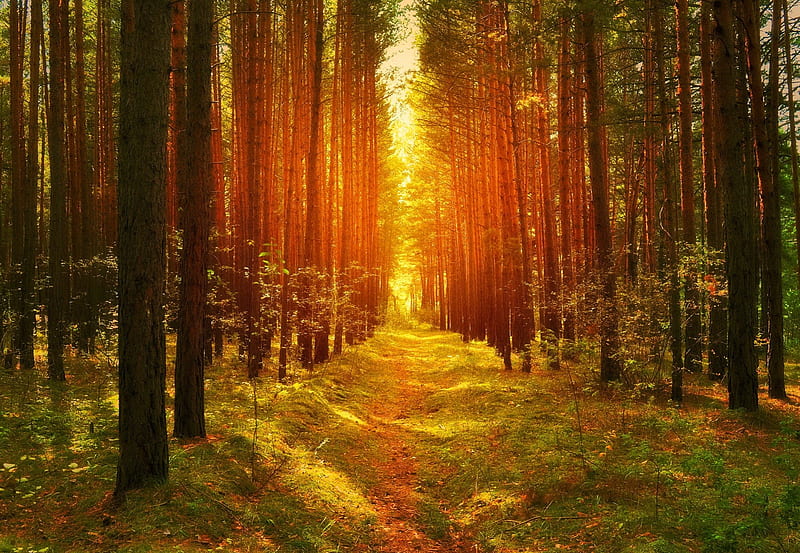 Forest sunlight, pretty, forest, lovely, grass, fiery, qoods, sunlight, shine, bonito, trees, nice, rays, summer, path, nature, light, HD wallpaper