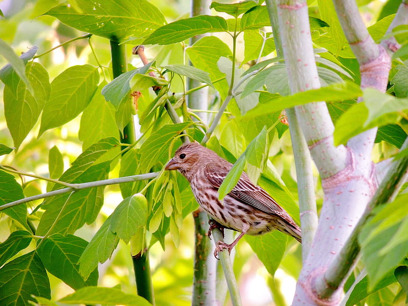 Summer Sparrow, Summer, Animal, Tree, graphy, Sparrow, Bird, HD wallpaper