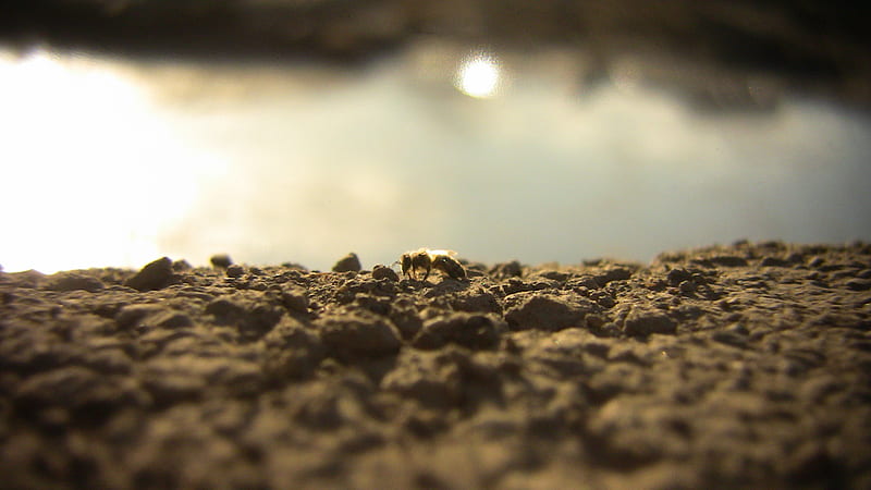 Bee, horizont, rock, puddle, ground, road, dof, HD wallpaper