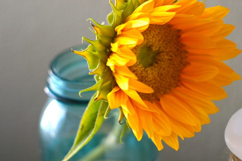 Sunsational, wonderful, sunny, yellow, vase, bonito, jar, love, bright, siempre, brilliant, flowers, SENSATIONAL, light, fresh, sunflower, happy, light blue, nature, HD wallpaper