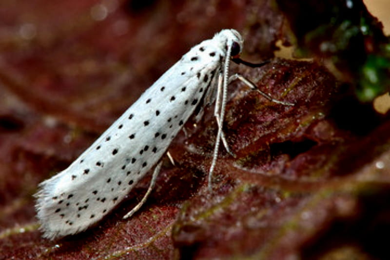 Rare White Pinion Spotted Moth, White, Rare, Pinion, Spotted, Moth, HD wallpaper