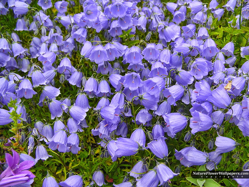 Campanula, púrpura, flor, forma de campana, naturaleza, Pétalo, tallo,  muchos, Fondo de pantalla HD | Peakpx