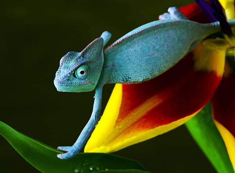 Blue Chameleon, background, metamorphosis, drops, afternoon, lizard, nice, multicolor, flowers, paisage, wood, dawn, macro, garden, red, chameleons, bonito, leaves, iridescence, green, scenery, animals, blue, night, male, female, paisagem, nature, branches, pc, scene, orange, yellow, cenario, pews, scenario, close-up, forests, paysage, cena, black, trees, water, cool, awesome, hop, fullscreen, eyes, moisture, colorful, metamorphic, iridescent, graphy, grove, reptiles, amazing, multi-coloured, colors, dew, leaf, plants, colours, natural, HD wallpaper