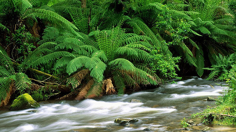 Water flow, forest, stream, ferns, green, river, HD wallpaper