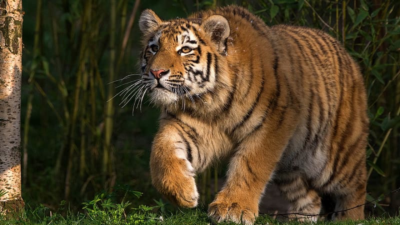 Tiger, cat, big cat, pisici, tigru, nature, HD wallpaper | Peakpx