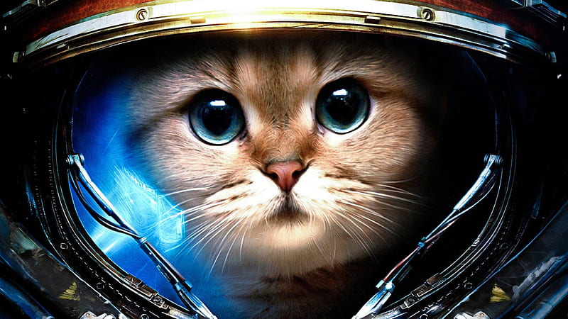 Commander Kitty, pretty, wonderful, stunning, marvellous, space, bonito, adorable animal, sweet, mission, nice, outstanding, helmet animals, super, amazing, astronaut, fantastic, kitty, kittens, cat, abstract, cute, planet, skyphoenixx1, space suit, awesome, great, cats, kitten, HD wallpaper