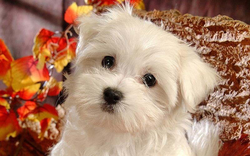 Furry maltese, maltese, white, puppy, dog, sweet, HD wallpaper