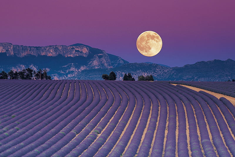 Lavender Night, flower, moon, fragrance, field, HD wallpaper