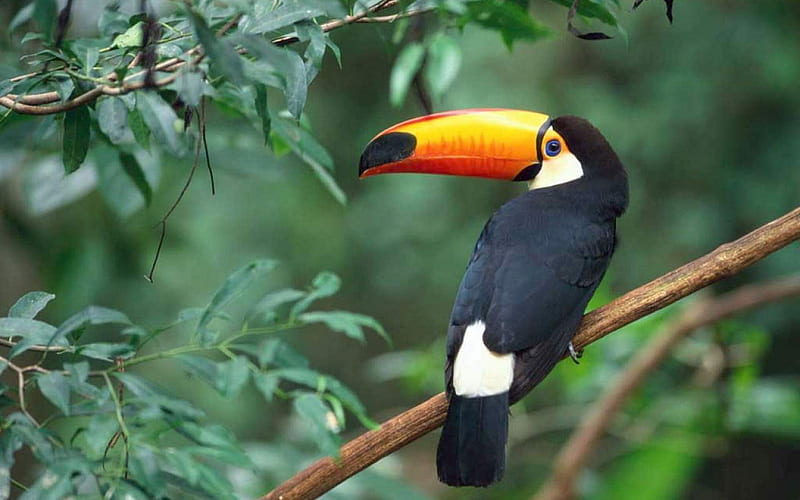 toucan, birds, branch, jungle, toco, HD wallpaper
