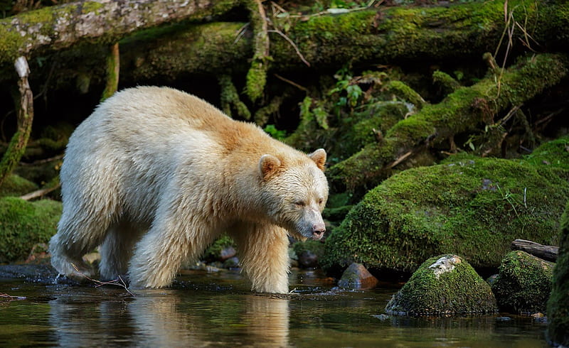 Spirit bear (kermode), bear, nature, great, lake, HD wallpaper