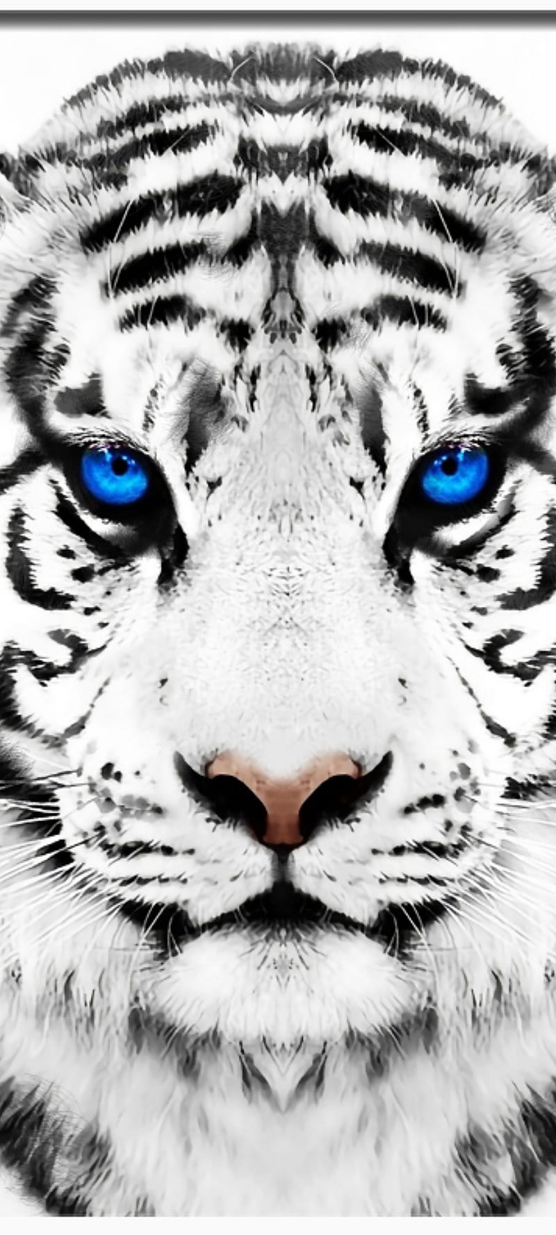 Tiger, alperen, animal, animals, black, blue, eye, whitetiger, wild, HD phone wallpaper
