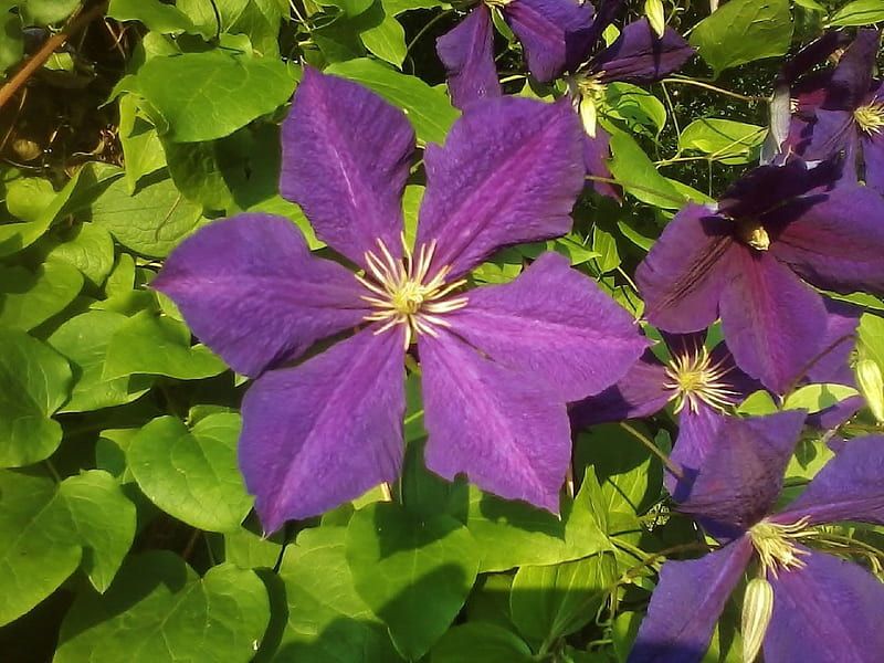 clematis vine, flower, garden, sunny, purple, HD wallpaper