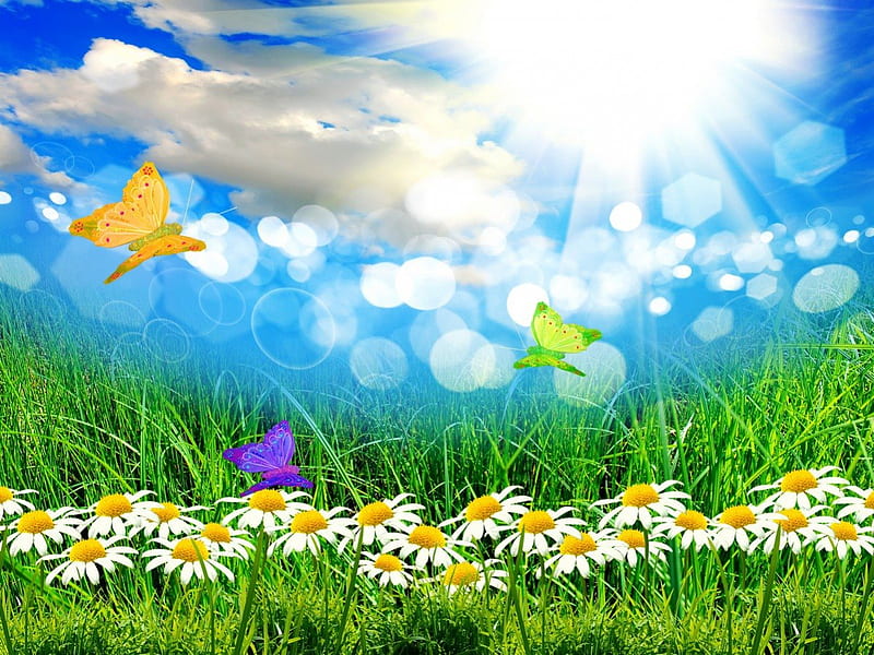 Paradise field, glow, sun, grass, dazzling, shine, bright, bubbles, flowers, light, blue, fresh, sunlight, greenery, delight, butterflies, spring, freshness, daisies, paradise, rays, summer, day, nature, meadow, field, HD wallpaper