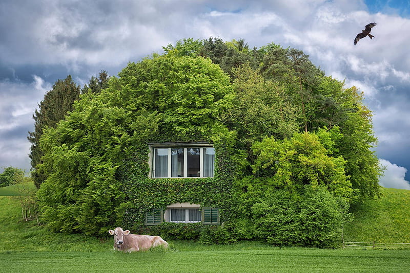 Green house, john wilhelm, house, cow, bird, green, funny, creative, animal, HD wallpaper