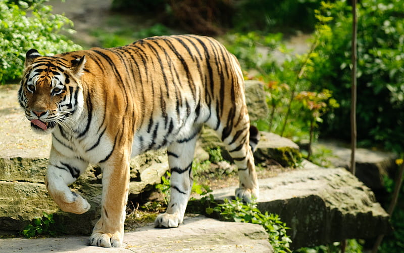 a Tiger walking, Cute, Zoo, Tiger, Love, HD wallpaper