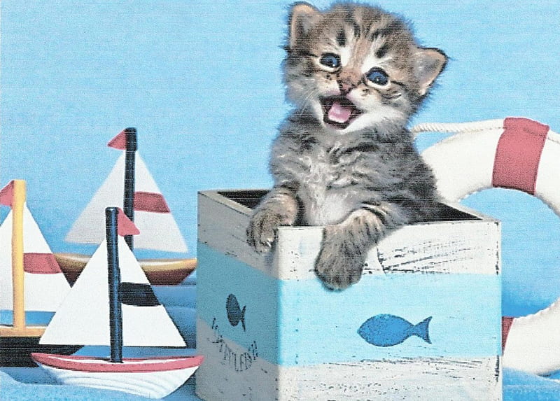 Tabby kitten in marine themed box, cute, paws, boats, lifesaver, tabby, box, kitten, HD wallpaper