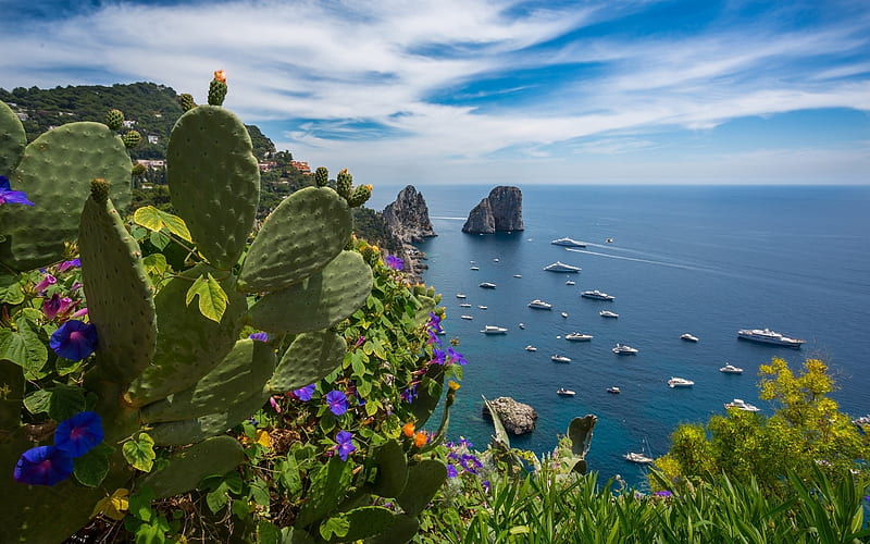 Capri, cactus, sea, rocks, coast, Italy, Europe, HD wallpaper