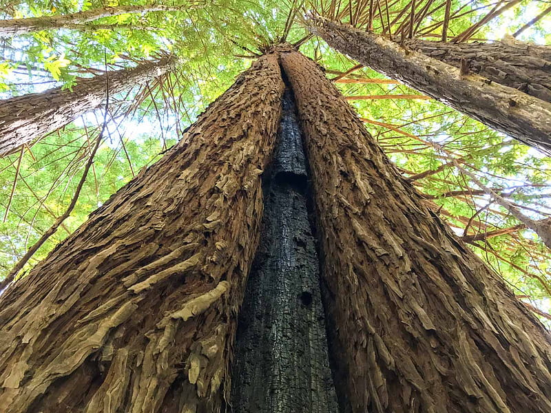 Acre Plot Of Old Growth Redwoods Protected In Mendocino County, Santa Cruz Redwoods, HD wallpaper
