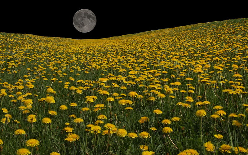 Dandelion Moon, Field, Dandelion, Moon, Sky, HD wallpaper