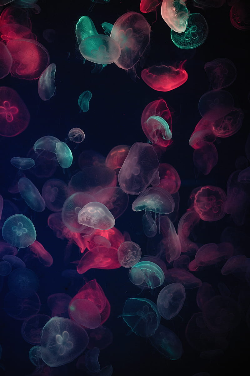 Cuadro de medusas de colores surtidos, Fondo de pantalla de teléfono HD |  Peakpx