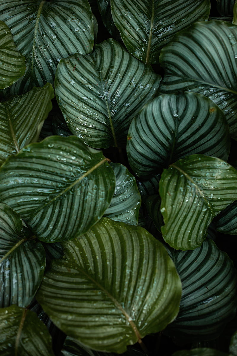 leaves, dew, drops, plant, macro, HD phone wallpaper