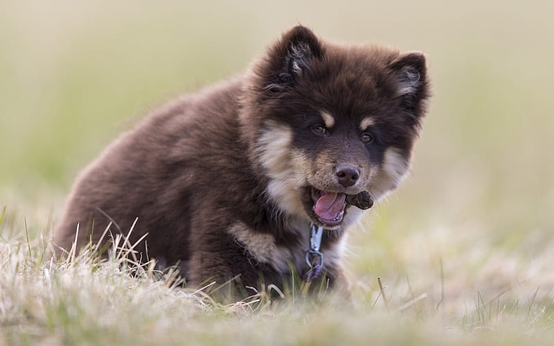 Finnish Lapphund, Finnish Lapponian Dog, cute animals, little fluffy brown puppy, pets, dogs, Spitz, Lapinkoira, HD wallpaper