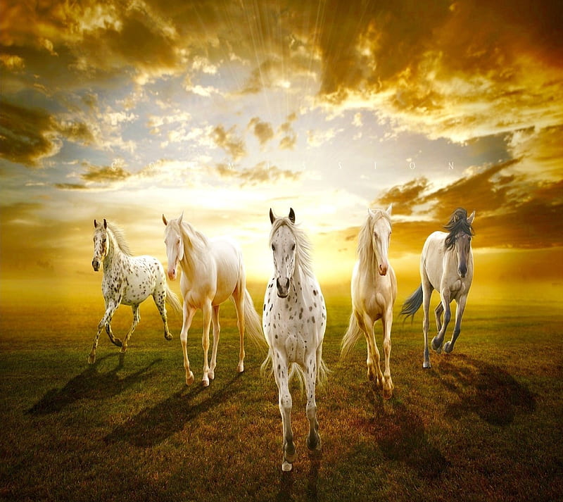 Horses, animals, HD wallpaper | Peakpx