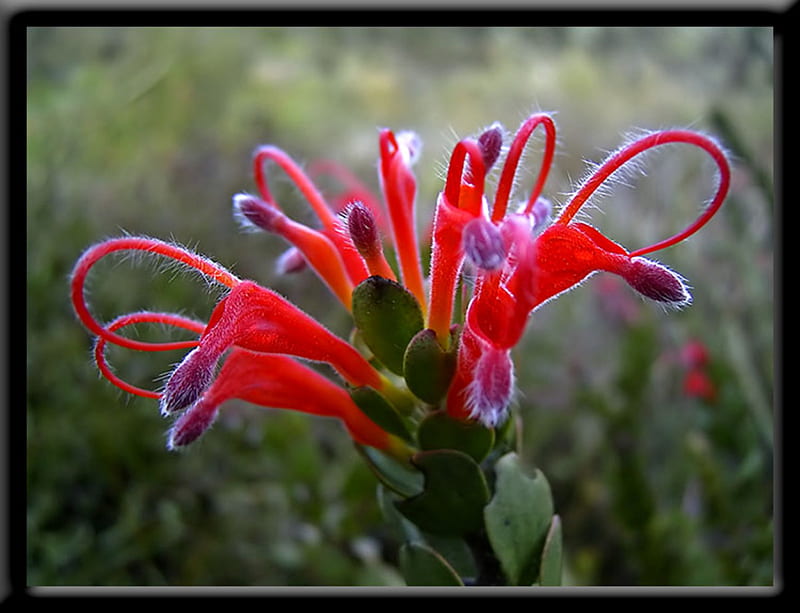 Hairy Jug Flower, red, purple, green, succulent, native, aussie, HD wallpaper