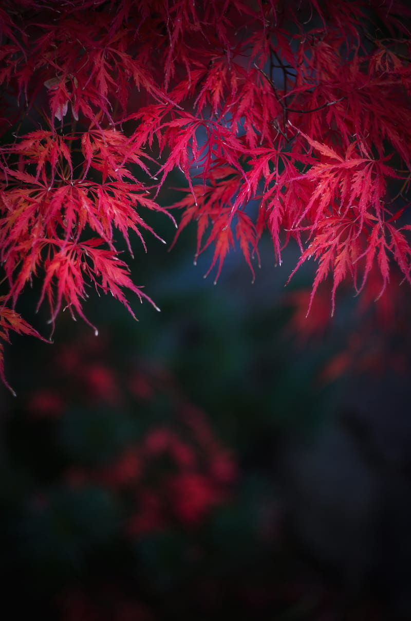 leaves, branches, red, autumn, HD phone wallpaper