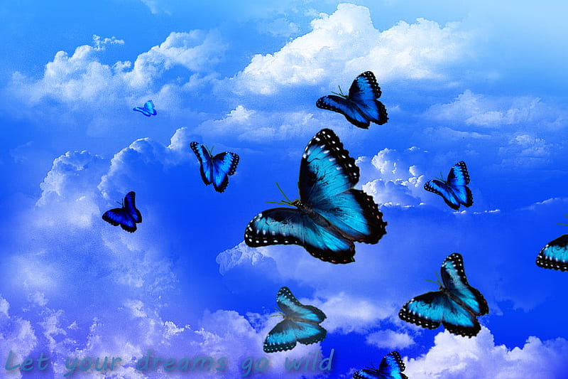 Let your dreams go wild, wild, dreams, butterflies, sky, blue, HD wallpaper  | Peakpx