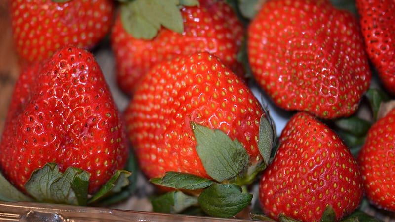 Strawberries, red food, plant, shellandshilo, sweet, dessert, fruit, big, yummy, nature, colour, cream, HD wallpaper