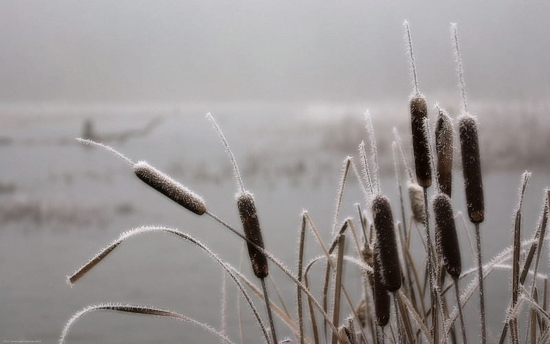 frosted cattails, river, cattails, winter, frost, HD wallpaper