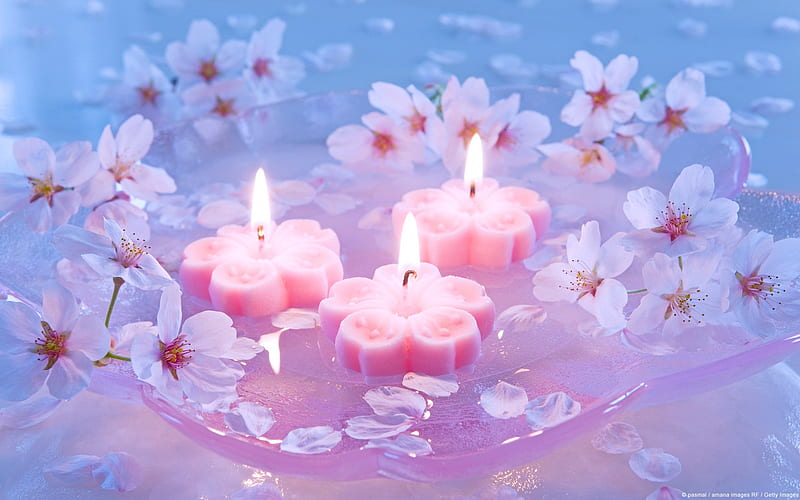 Cherry Blossom Candle-Windows theme, HD wallpaper