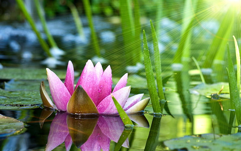 water lily lotus-Flower s, HD wallpaper