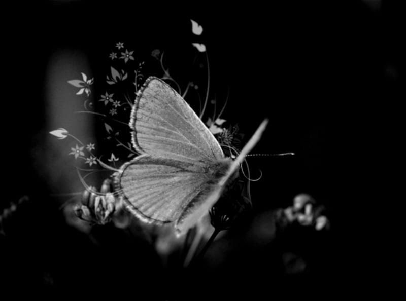 black and white, nature, nice, butterfly, HD wallpaper | Peakpx