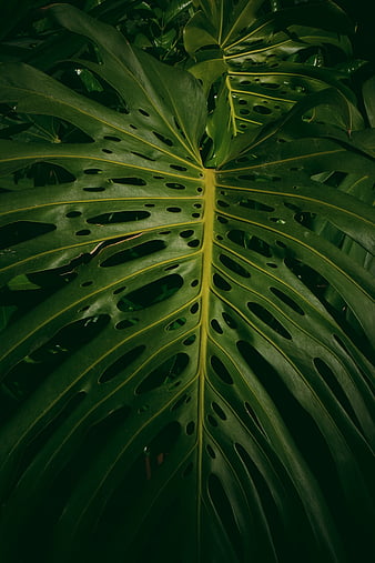 Wallpaper ID 250886  plant leaf monstera and glass hd 4k wallpaper free  download