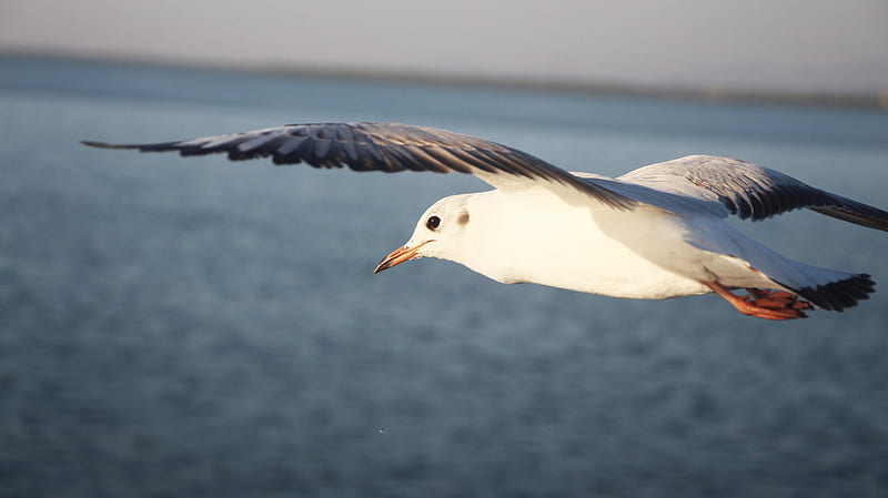 White and Gray Bird Flying, HD wallpaper