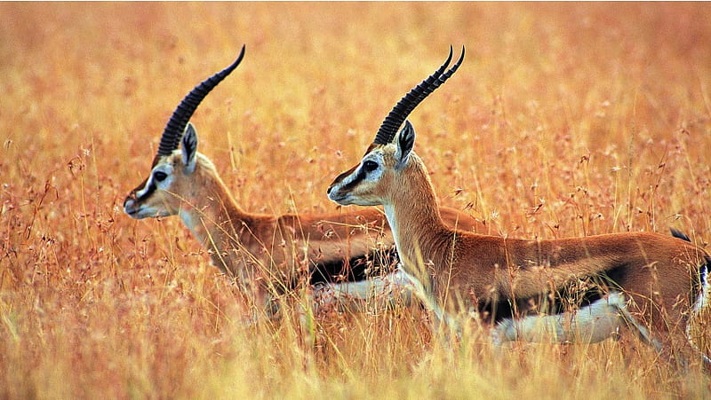 Tibetan Antelope, HD wallpaper