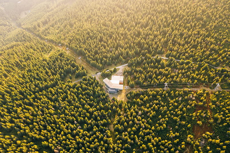 aerial graphy of houses surrounded with tall and green trees during daytime, HD wallpaper