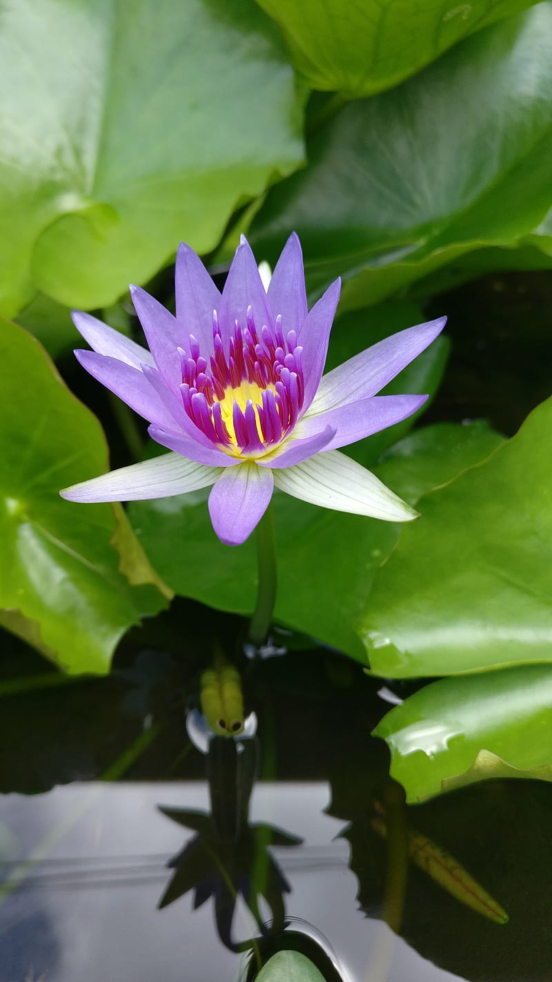 Blue Water Lily, bonito, flower, flowers, nil manel, oneplus 3t, purple, sri lanka, HD phone wallpaper