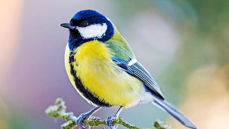 Blue Yellow White Bird Is Sitting On Tree Stalk In Blur Background Birds, HD wallpaper