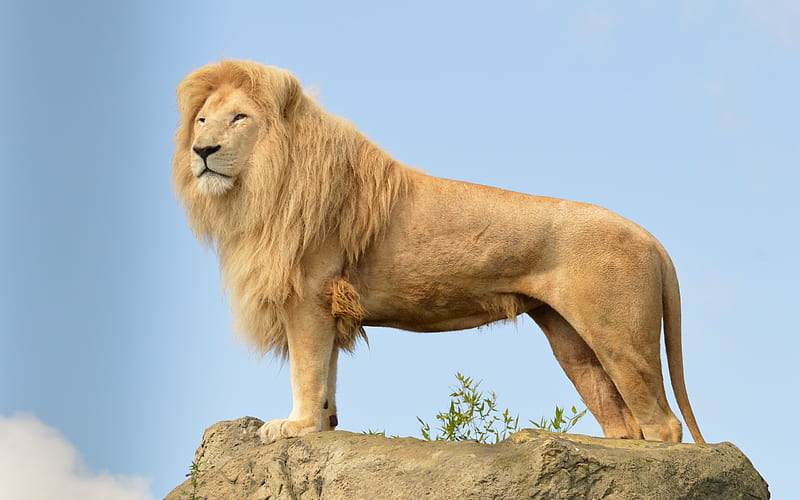 King of the Jungle, predator, look, stone, leo, cat, sky, lion, animal, HD wallpaper