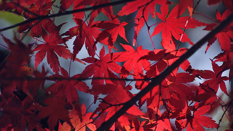 Japanese maple leaves, red, leaves, veins, bonito, blue, HD wallpaper