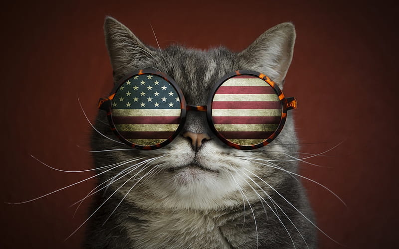 funny cat, american flag, funny animals, cat with glasses, flag of USA, HD wallpaper