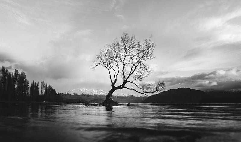 grayscale of bare tree on calm body of water, HD wallpaper