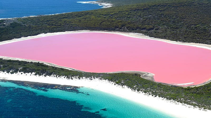 Aerial View Of Bubblegum Pink Lake Hillier Australia Travel, HD wallpaper